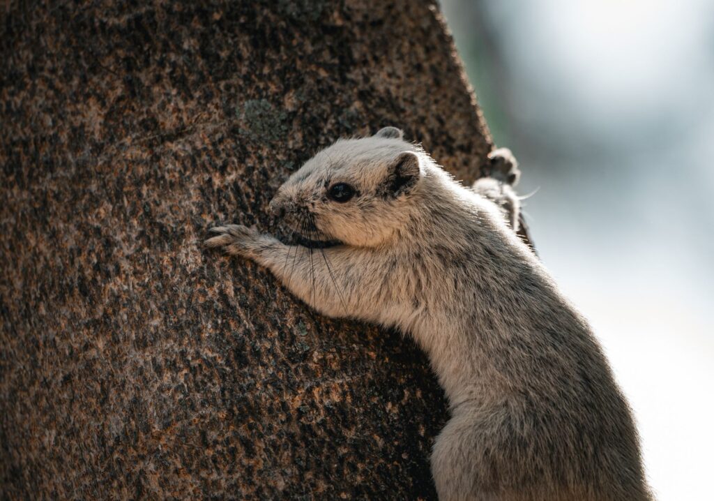 close up of a squirrel climbing a tree in thailand