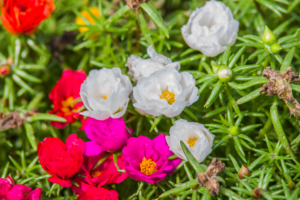 portulaca winterhard